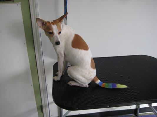 Bark Avenue Doggy Day Care & Grooming Spa