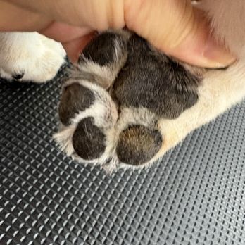 Pet Beloved - Goes - Pet Groomers Near Me - San Diego, California Pet Beloved - Goes - Pet Groomers Near Me - San Diego, California