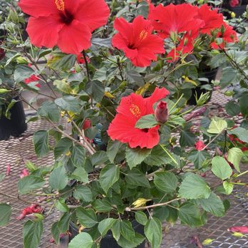 Calloway's Nursery - Nurseries & Gardening Near Me - Plano, Texas Calloway's Nursery - Nurseries & Gardening Near Me - Plano, Texas