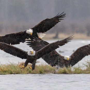Last Frontier Tours and Transportation - Eagles fighting over their main meal, salmon. - Bus Tours Near Me - Haines, Alaska Last Frontier Tours and Transportation - Eagles fighting over their main meal, salmon. - Bus Tours Near Me - Haines, Alaska