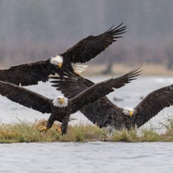 Last Frontier Tours and Transportation - Eagles fighting over their main meal, salmon.