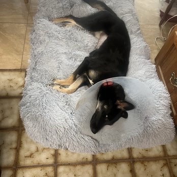 SoCal Pet Hospital - Veterinarians Near Me - Murrieta, California SoCal Pet Hospital - Veterinarians Near Me - Murrieta, California