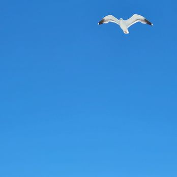 Marin Memorial Services - A seagull followed us for a while - Boat Charters Near Me - Sausalito, California
