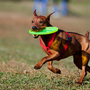 Photo of South Paw Doggie Daycare & Training Center