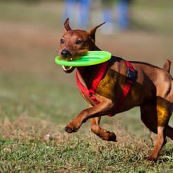 South Paw Doggie Daycare & Training Center