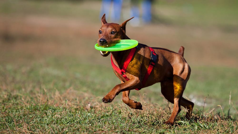 South Paw Doggie Daycare & Training Center - pet boarding facility in Porter, TX