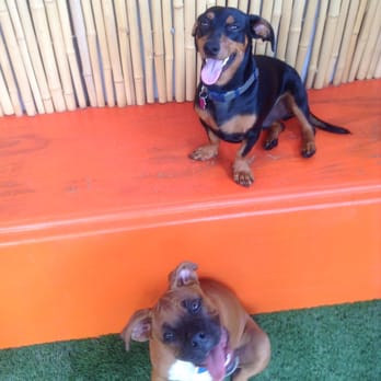 Camp Run-A-Mutt East County - Yogi loves playing with the puppies - Pet Sitting Near Me - El Cajon, California