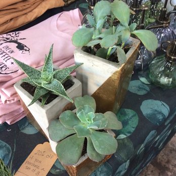 Grounded Plant & Floral - Succulents! - Nurseries & Gardening Near Me - Indianapolis, Indiana