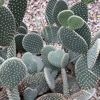 Garfield Park Conservatory - Cactus heart - Parks Near Me - Chicago, Illinois
