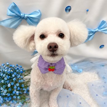 OC Pawtastic Grooming - Pet Groomers Near Me - La Palma, California OC Pawtastic Grooming - Pet Groomers Near Me - La Palma, California