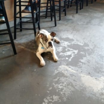 Short Path Distillery - Moose - your official greeter. - Distilleries Near Me - Everett, Massachusetts