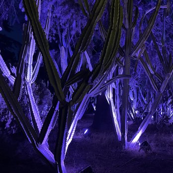 Lavender Nights - Purple cacti - Festivals Near Me - Cherry Valley, California