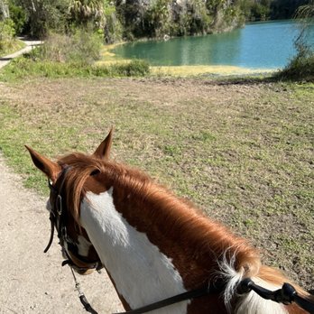 The Canyons Zip Line & Canopy Tours - Tours Near Me - Ocala, Florida
