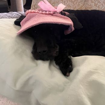 Swag Cuts Grooming - Poodle with pink hat!! - Pet Groomers Near Me Swag Cuts Grooming - Poodle with pink hat!! - Pet Groomers Near Me