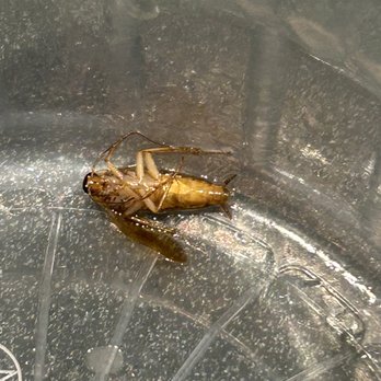 vPho - Cockroach - Vietnamese Near Me - Newark, Delaware
