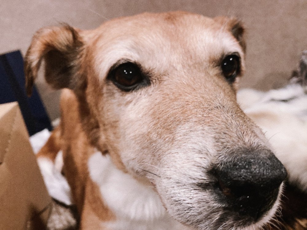 Bischoff's Taxidermy & Animal FX - taxidermy in North Hollywood, CA