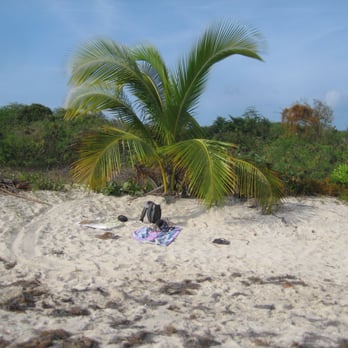 Blue Beach Bahia La Chiva - Our palm tree - Beaches Near Me Blue Beach Bahia La Chiva - Our palm tree - Beaches Near Me