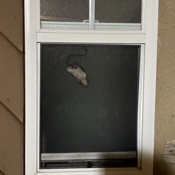 Prominence Apartment Complex - A rat inside my neighbors house - Apartments Near Me - San Marcos, California Prominence Apartment Complex - A rat inside my neighbors house - Apartments Near Me - San Marcos, California