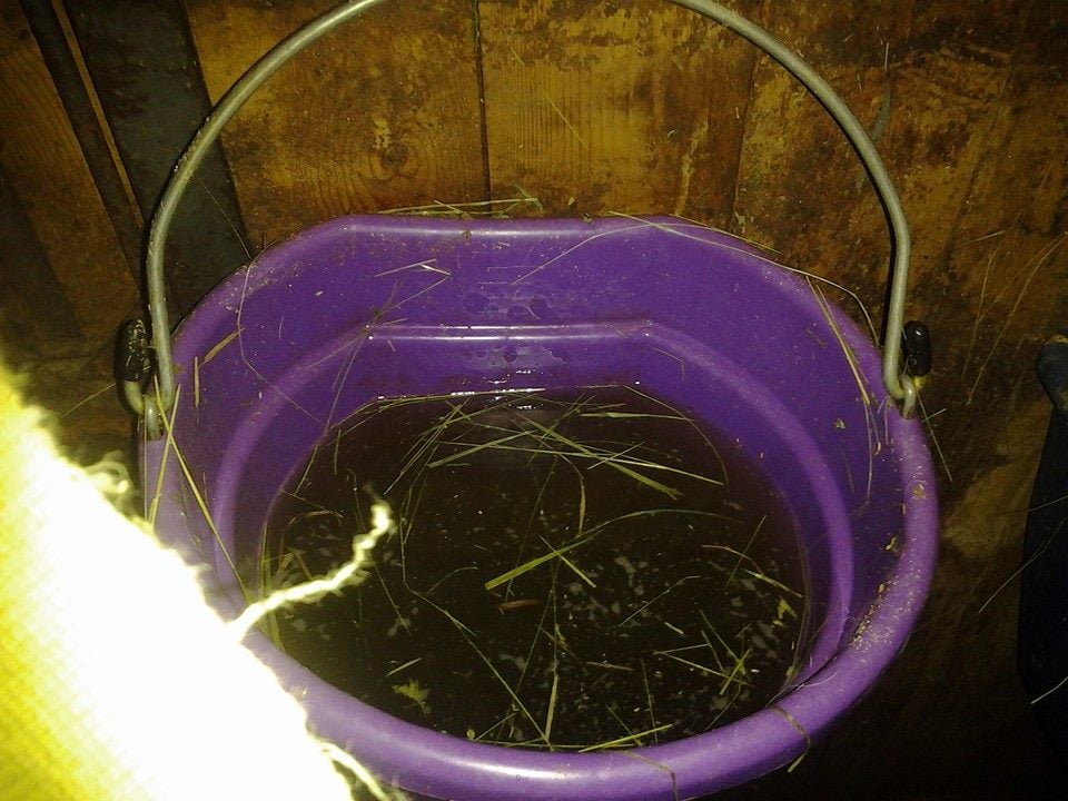 Green Creek Stables - equestrian in Loretto, MN