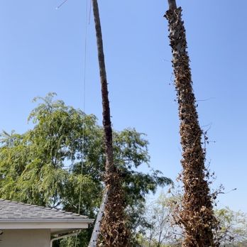 Lopez Landscape & Tree Service - During - Tree Services Near Me