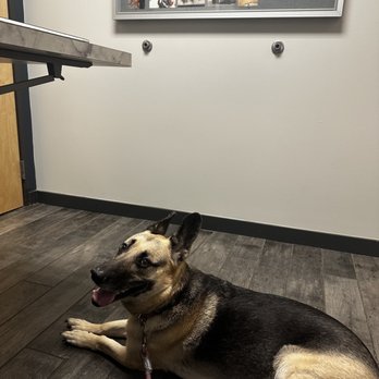 City Limits Vet Clinic - Veterinarians Near Me - Austin, Texas City Limits Vet Clinic - Veterinarians Near Me - Austin, Texas