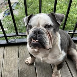 Sandy's Pet Spa - Suge the English Bulldog