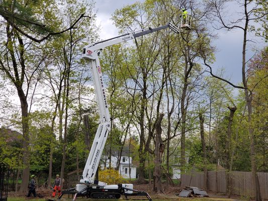 When Is the Best Time to Trim? - As a general rule, spring thru early summer is the best time to work on your trees, though this varies depending on the type of tree you're dealing with. Oaks, for example, should not be trimmed at all from April to October because of susceptibility to disease, and maples are best trimmed in the dead of winter when they're dormant to prevent "bleeding.. We are scheduling tree trimming and maintenance now. Call to get on the calendar.