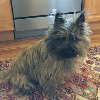 The Bark Side - Emma, Cairn Terrier-Before - Pet Groomers Near Me - Santa Rosa, California The Bark Side - Emma, Cairn Terrier-Before - Pet Groomers Near Me - Santa Rosa, California
