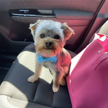 Dogcity - Dublin the Yorkie - Pet Groomers Near Me - Seattle, Washington Dogcity - Dublin the Yorkie - Pet Groomers Near Me - Seattle, Washington