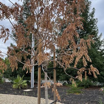 Greengo Landscaping - Second dead tree - Masonry/Concrete Near Me - Walnut Creek, California Greengo Landscaping - Second dead tree - Masonry/Concrete Near Me - Walnut Creek, California