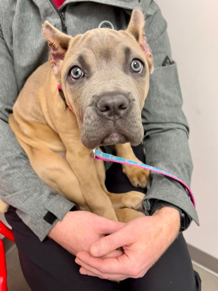 ANIMAL HEALTH CENTER OF LEAWOOD 3618 W 135th St Leawood Kansas 