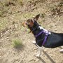 Photo of Doggie Field Trips