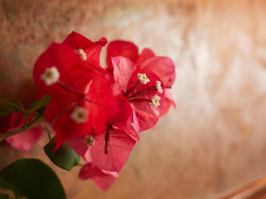 The Rose & Crown by null