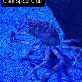 Oceanogràfic - Aquariums Near Me - Valencia, V