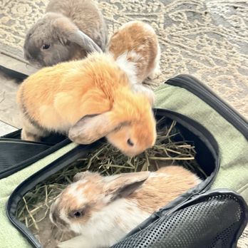 Pearl’s Veterinary Surgery - Cinnabun being welcomed home from her dad and siblings. - Veterinarians Near Me - Honolulu, Hawaii Pearl’s Veterinary Surgery - Cinnabun being welcomed home from her dad and siblings. - Veterinarians Near Me - Honolulu, Hawaii