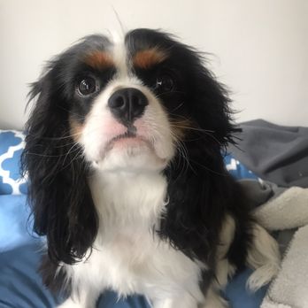 Bark in Style - Pet Groomers Near Me Bark in Style - Pet Groomers Near Me