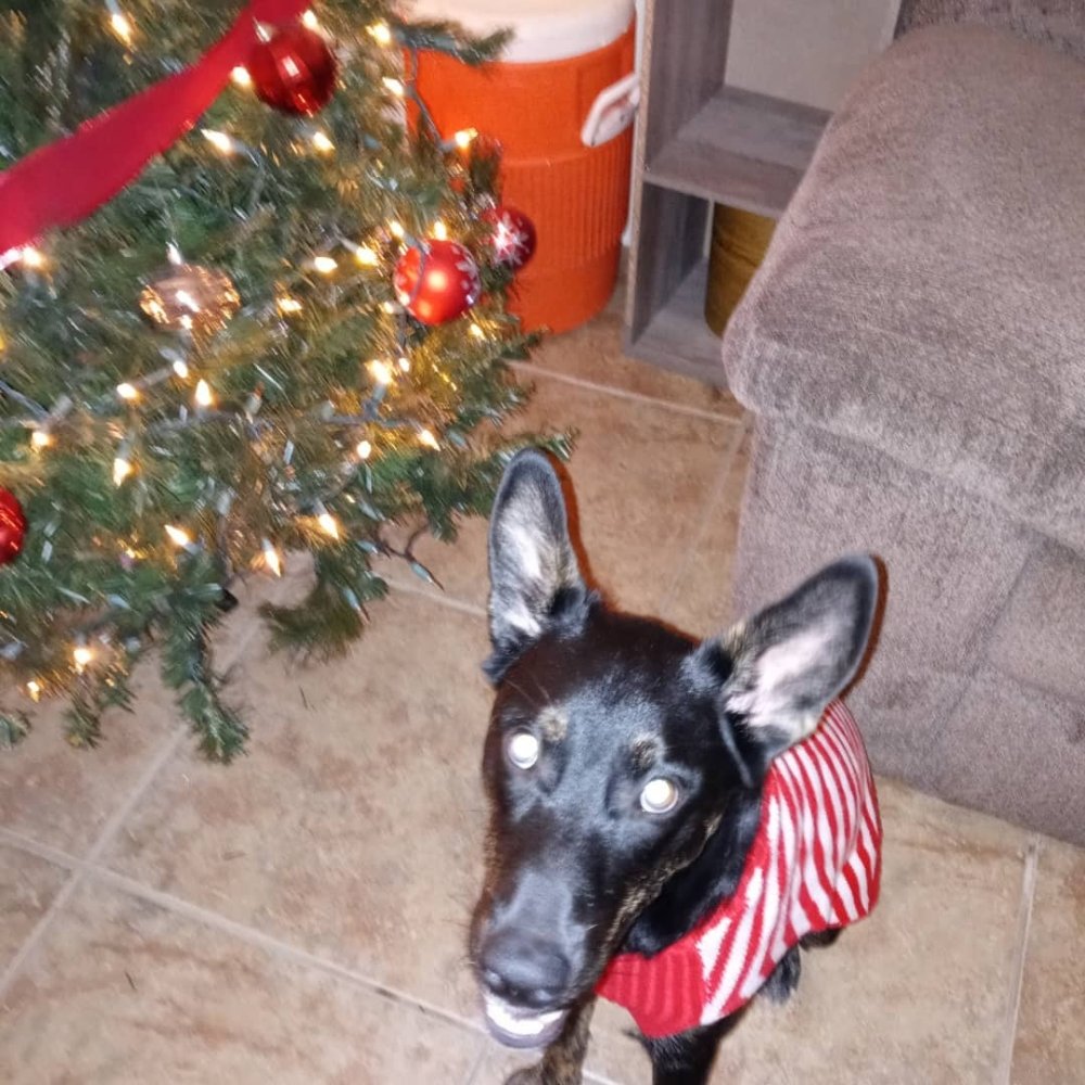 MOORE PET SITTING Updated June 2024 Request a Quote 64 Photos