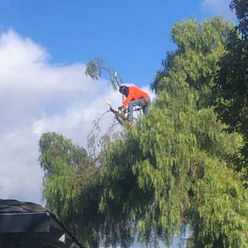 Niles Territory Tree Service - Marcus working on trimming our overgrown pepper tree! - Tree Services Near Me Niles Territory Tree Service - Marcus working on trimming our overgrown pepper tree! - Tree Services Near Me