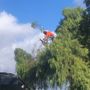 Photo of Niles Territory Tree Service