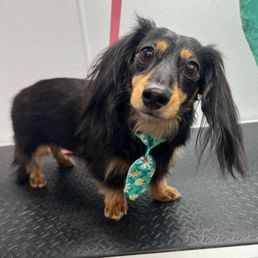 Sarah texted this yesterday evening after she had already left. Doesn't our pup look cute?! Sarah texted this yesterday evening after she had already left. Doesn't our pup look cute?!