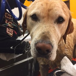 We love getting baths at Unleashed!