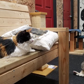The Cat Cafe - Coffee & Tea Near Me - San Diego, California The Cat Cafe - Coffee & Tea Near Me - San Diego, California