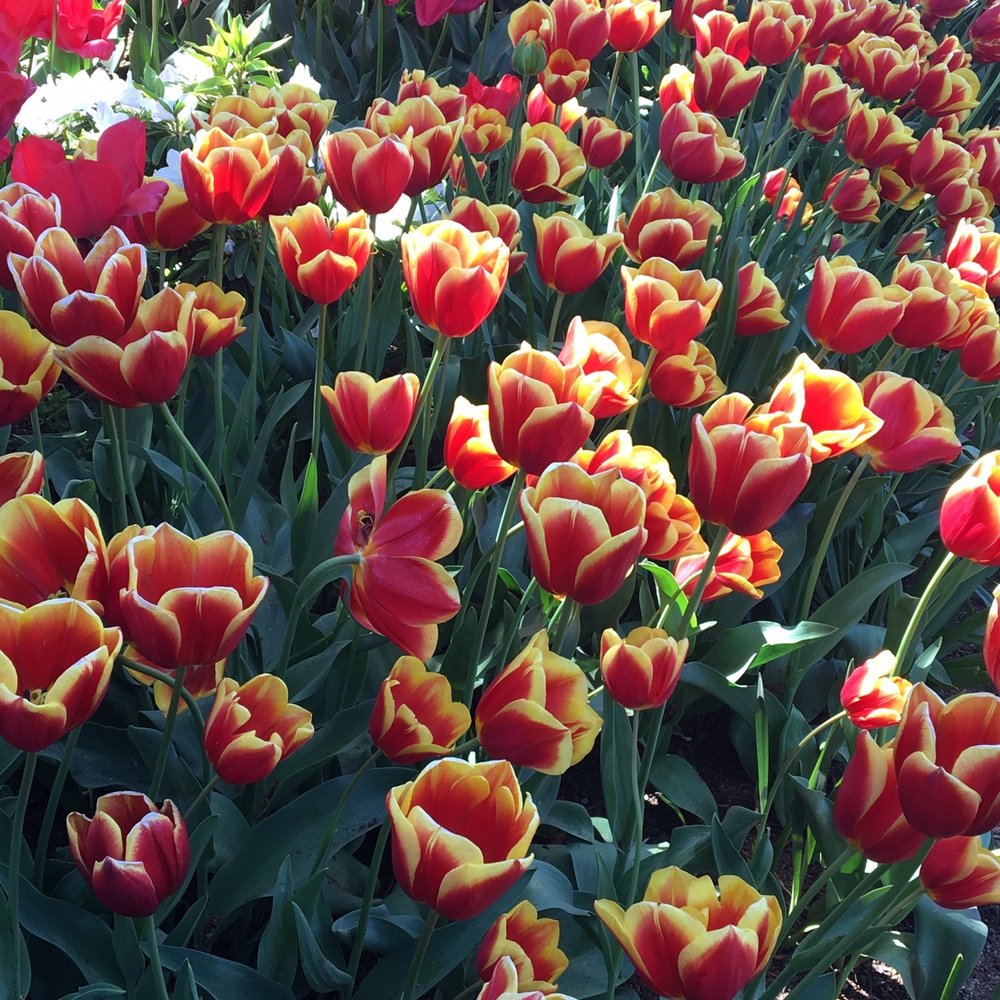 Tulip Farm - Festivals Near Me - Silvan, VIC