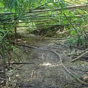 The Kaniakapupu Ruins - Access Restricted - Pretty walk through the bamboo- this hike is definitely better for the shorter crowd :) - Landmarks & Historical Buildings Near Me - Honolulu, Hawaii