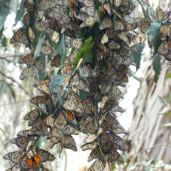 Coronado Butterfly Preserve - Clusters of butterflies on branches. - Parks Near Me - Goleta, California Coronado Butterfly Preserve - Clusters of butterflies on branches. - Parks Near Me - Goleta, California