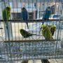 Photo of Pete's Bird Garden