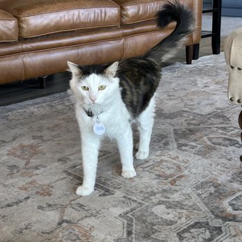 HUNTER’S KITTEN LOUNGE - Updated August 2025 - 70 Photos & 11 Reviews