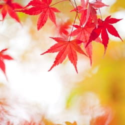 The Garden Continuum - Landscapes for all Seasons