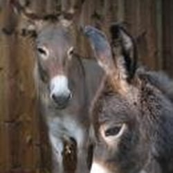 Horseworld - From website