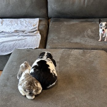 Dragonfly Farm - Bunny butts and Chihuahua stare down. They all love each other!! WIN! Thanks Dragonfly Farm!! - Pet Breeders Near Me Dragonfly Farm - Bunny butts and Chihuahua stare down. They all love each other!! WIN! Thanks Dragonfly Farm!! - Pet Breeders Near Me